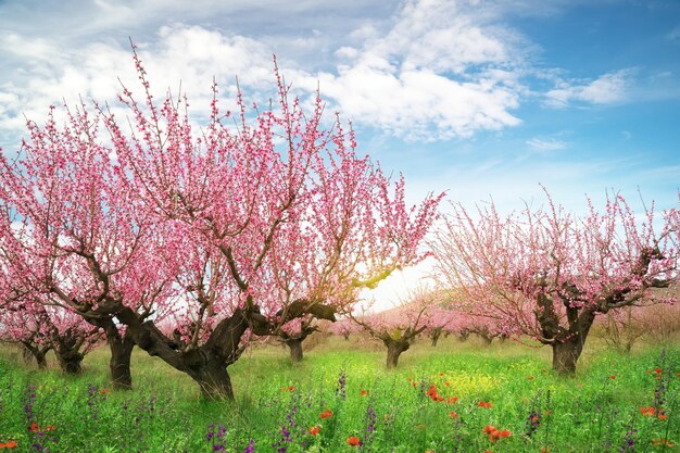 Photo spring of peach garden