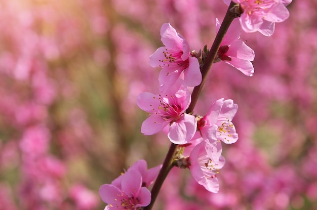 Spring of peach garden