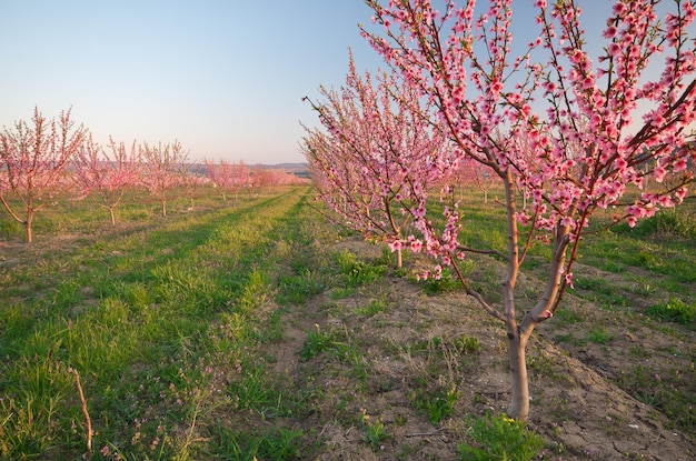 Spring of peach garden