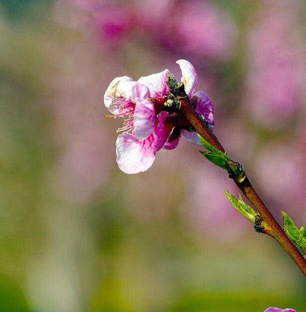 ピンクの花をかせた春の桃の木