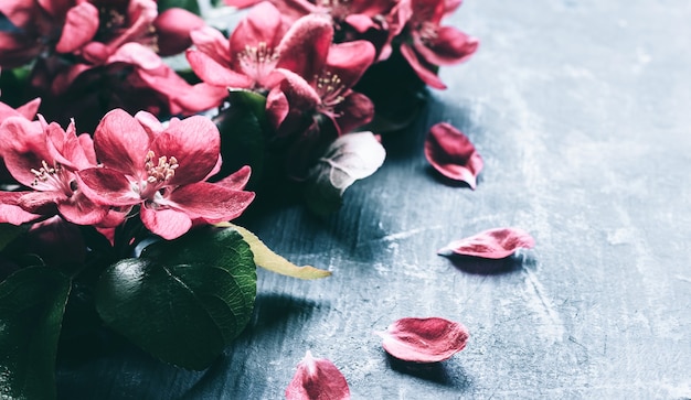 Primavera rosa fioritura fiori di melo su sfondo scuro