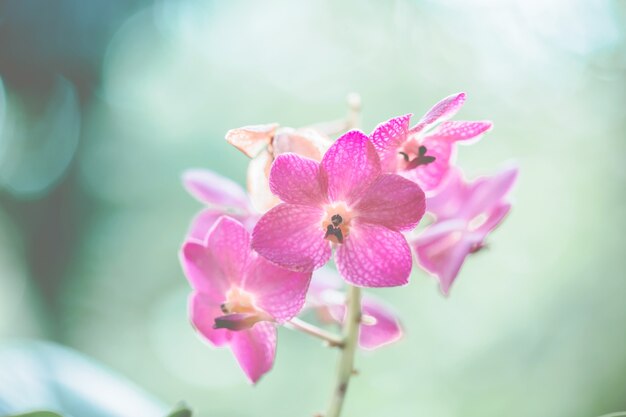 春のピンクの花