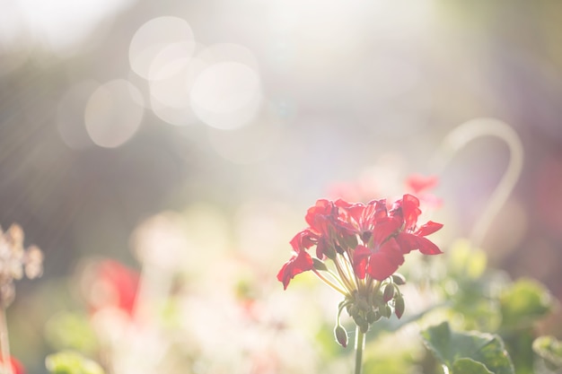 春のピンクの花