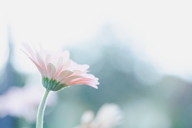 Spring pink flower