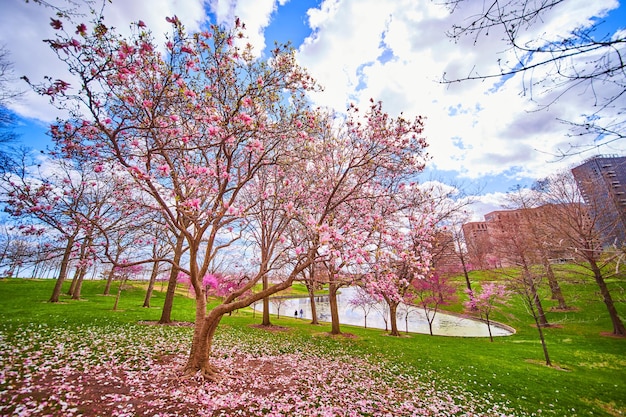 Albero fiorito rosa primaverile accanto allo stagno