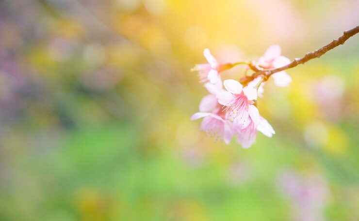 Photo 春のピンクの花の背景