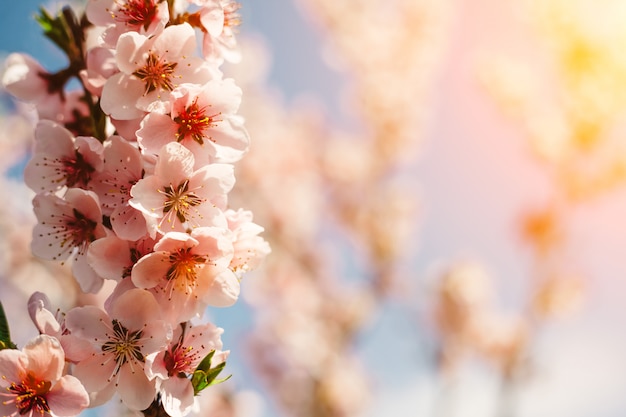 春のピンクの花の背景