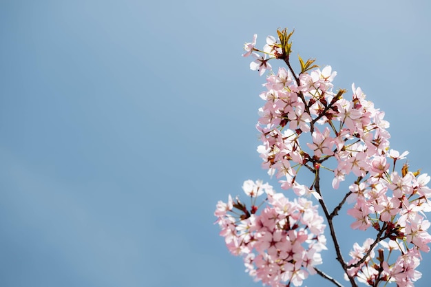 春のピンクの花の背景