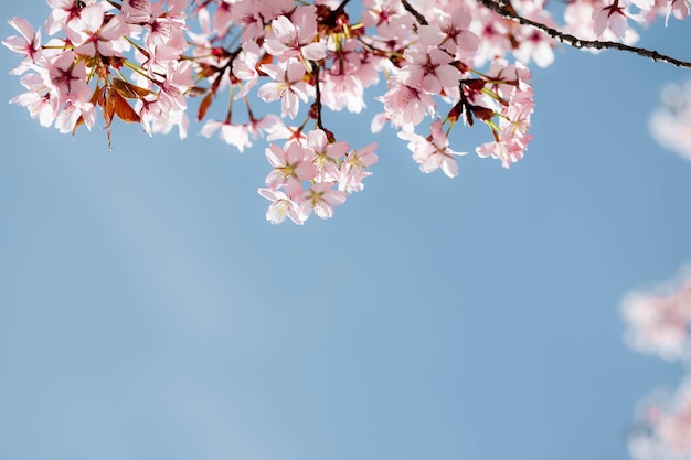 A spring pink flowers backgrounds