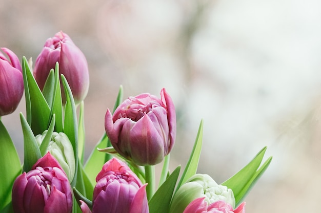 春のピンクの花ぼやけた抽象的な壁