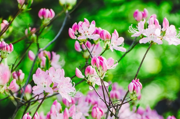 Весенние розовые цветы на кустах в парке и солнечном свете.