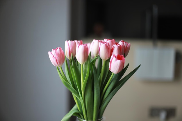 Spring pink tulips spring time