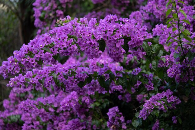 Spring plant flowers