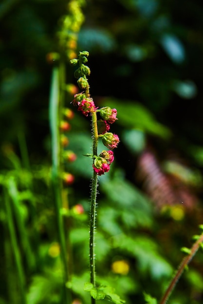 小さな赤い花を持つ春の植物の茎