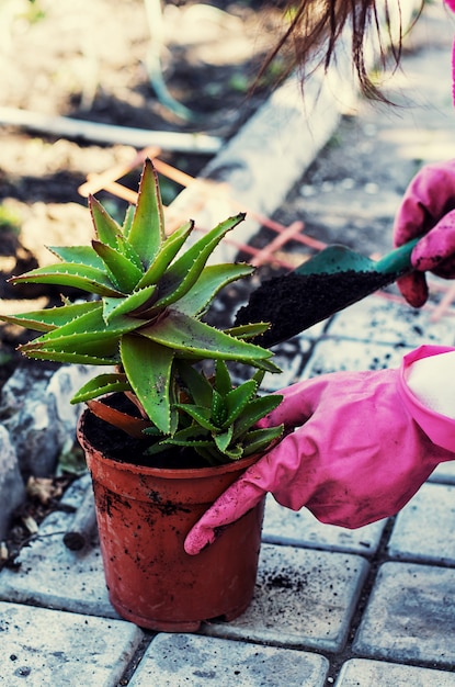 Spring, planten, zorg