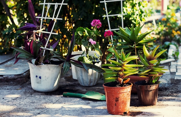 Spring, planten, zorg