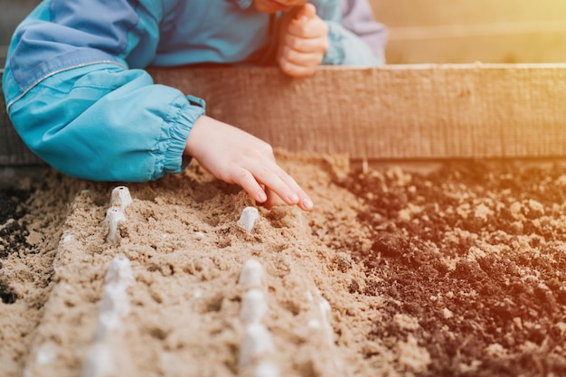 Spring planting seeding in farm garden little six year old kid boy farmer gardener plants and sow vegetable seeds in soil in bed gardening and beginning summer season in countryside village flare