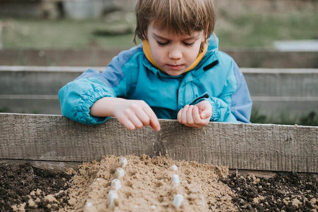 Spring planting seeding in farm garden little six year old kid boy farmer gardener plants and sow vegetable seeds in soil in bed gardening and beginning summer season in countryside village