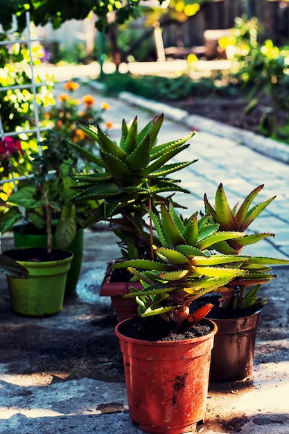 春、植物、ケア