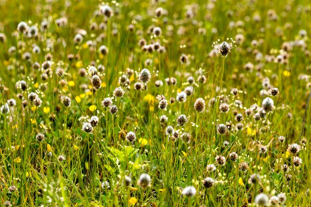 Spring plants on a meadow on a sunny day Background