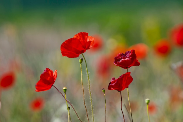 Photo spring poppies bloomed by the field