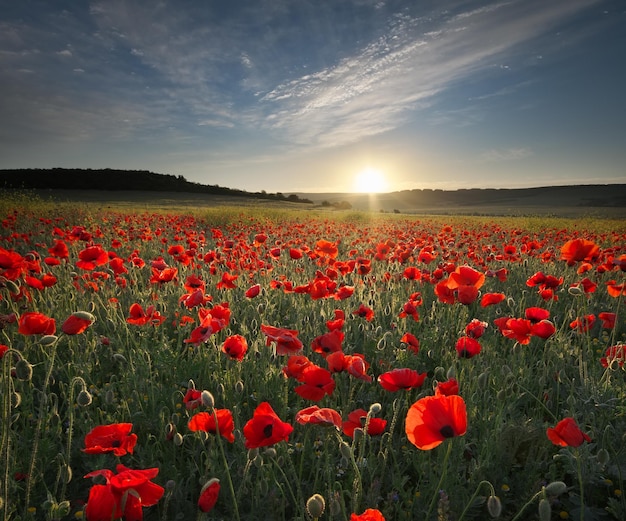 Spring poppy flowers in meadow