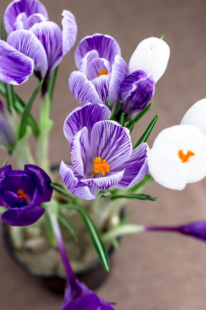 Spring postcard Crocuses are purple and white on a brown background Top view