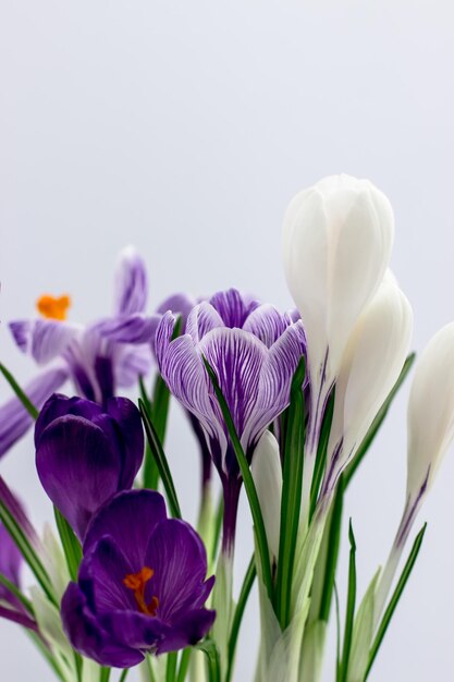Spring postcard Folet and white crocuses on a white background Side view