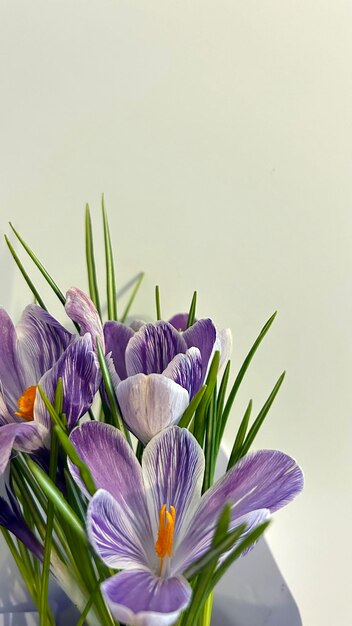 Photo spring postcard folet and white crocuses on a white background side view