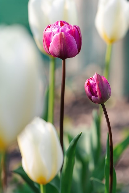 Spring postcard. Pink and white tulips