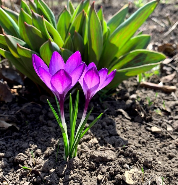 Photo spring primrose crocus also known as saffron