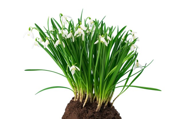 spring primrose snowdrop flower with stem isolated on a white background