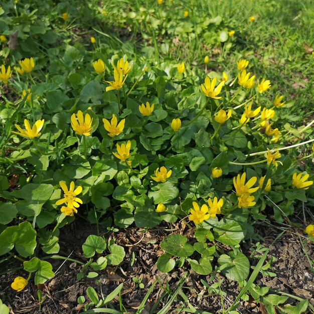 Foto primavera primrose spring chistyak o spring buttercup ficaria verna