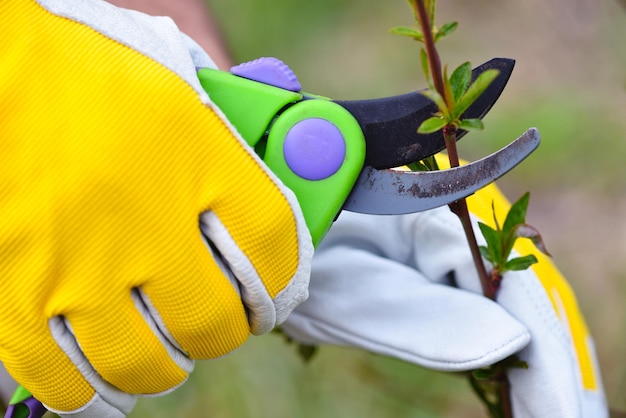 Spring pruning the bush hands of gardener in gloves with secateur