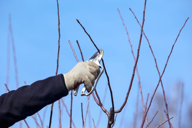 spring pruning fruit tree