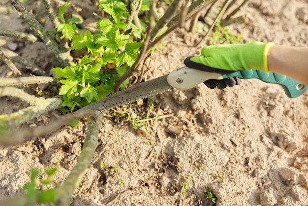 Spring pruning of trees and bushes in the garden. Woman gardener in gloves with garden saw cuts branches, cleans black currant bush from dry branches. Hobby, gardening, farm concept