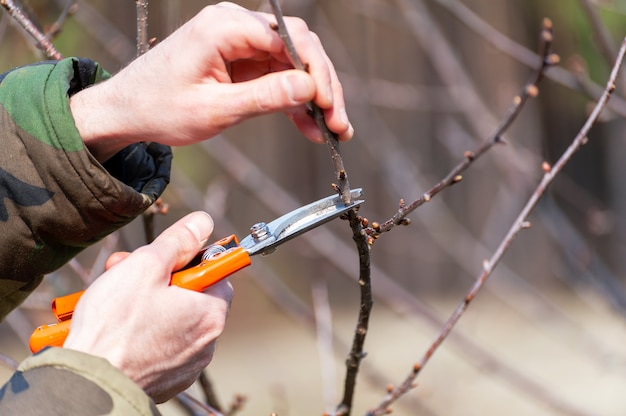 Spring pruning of trees.  The farmer looks after the orchard