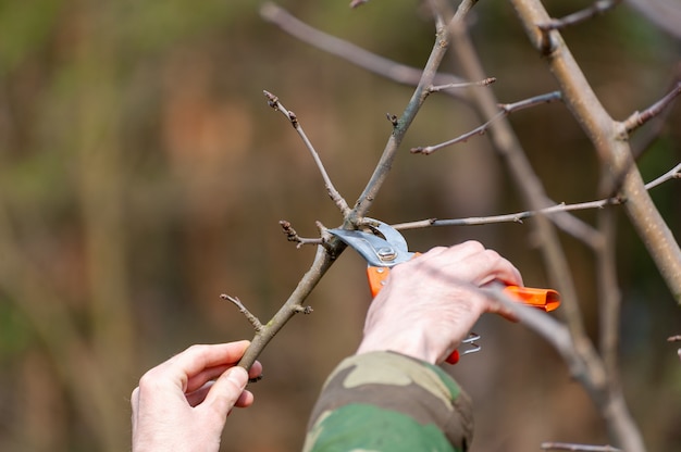 Potatura primaverile degli alberi. il contadino si occupa del frutteto