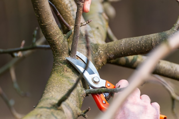 Spring pruning of trees.  The farmer looks after the orchard