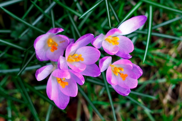 Spring purple crocus bloom