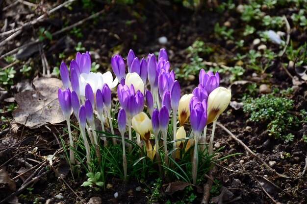 春の紫色のクロカスの花が公園の地面でいています 背景はぼやけています