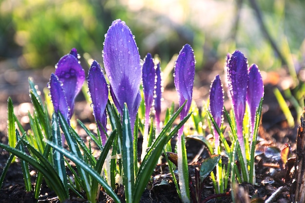 Spring purple crocus flowers. First crocuses, bokeh background.