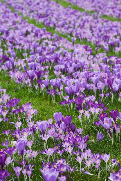 Spring purple crocuses on meadow