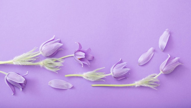 Spring purple flowers on purple paper background