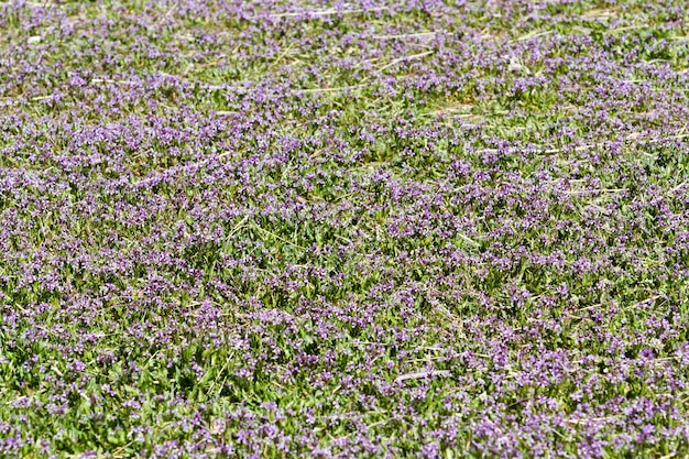 春の紫色の地被植物が満開です。