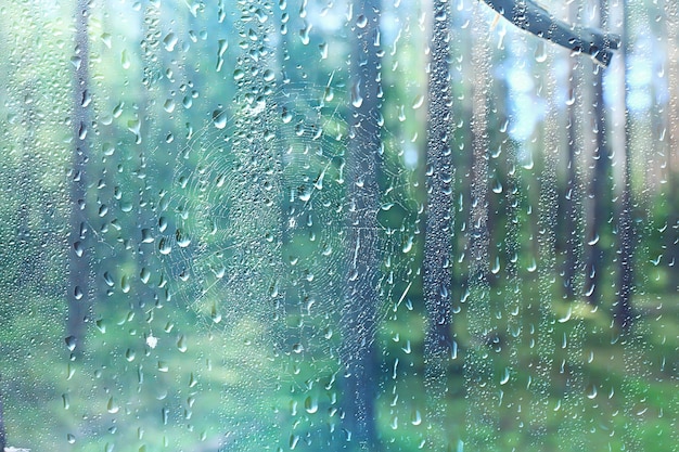 春の雨の背景の枝の葉、抽象的な背景