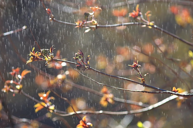 春の雨の背景の枝の葉、抽象的な背景