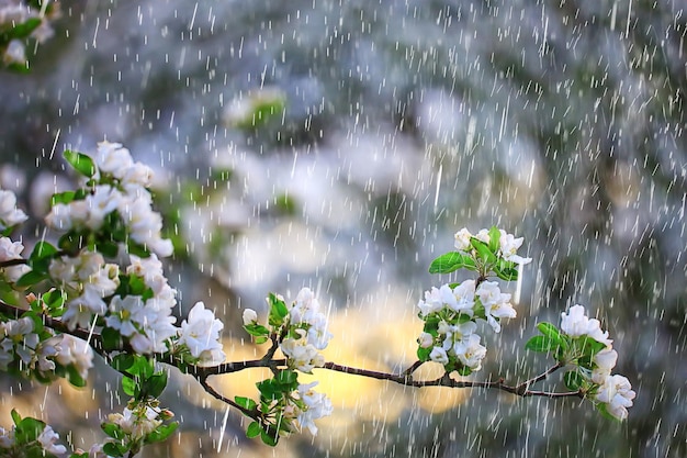 spring rain in blooming garden, concept freshness nature weather seasonal background