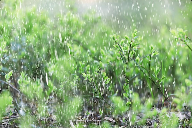 春 雨 花 背景 ブルーム フィールド 自然 新鮮な 緑 水滴