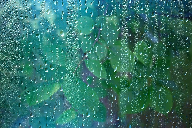 森の中の春の雨、つぼみの新鮮な枝、雨滴のある若い葉